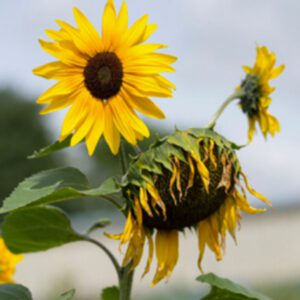 Blackthorn Trust sunflower01