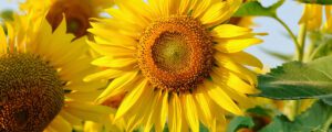 Blackthorn-Sunflower-head-img